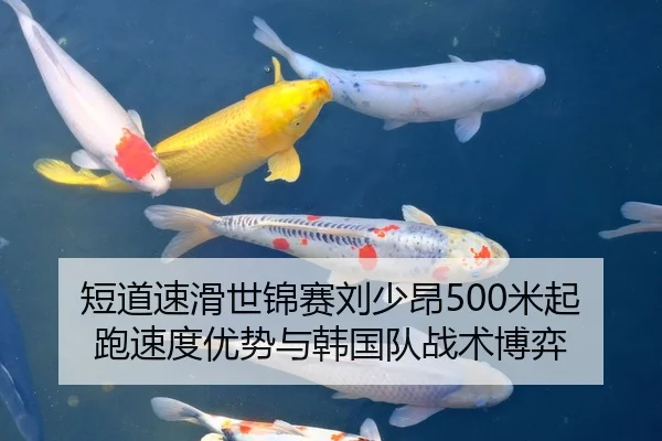 短道速滑世锦赛刘少昂500米起跑速度优势与韩国队战术博弈